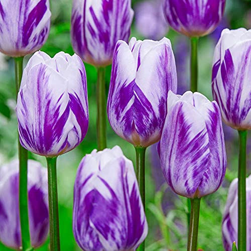 IB Prosperity Tulip Triumph 'Flaming Flag' (Triumph Tulip) Size 12/+ cm, Bulbs for Planting, Open Pollinated, Heirloom, Non-GMO, Bulbous Perennial, Tulipa Flaming Flag, Single Early Tulips