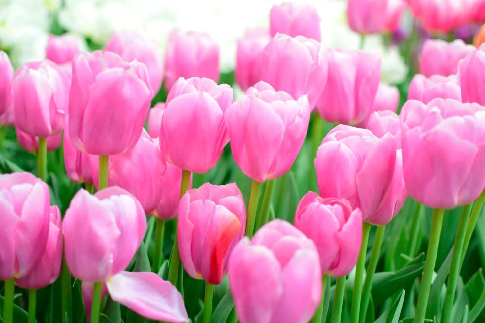 Pink Impression Tulip Bulbs for Planting - Grow Perennial Tulips