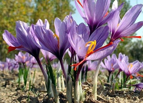Saffron Crocus 10 Bulbs + Saffron Bulb Food - Crocus Sativus -Immediate Shipping