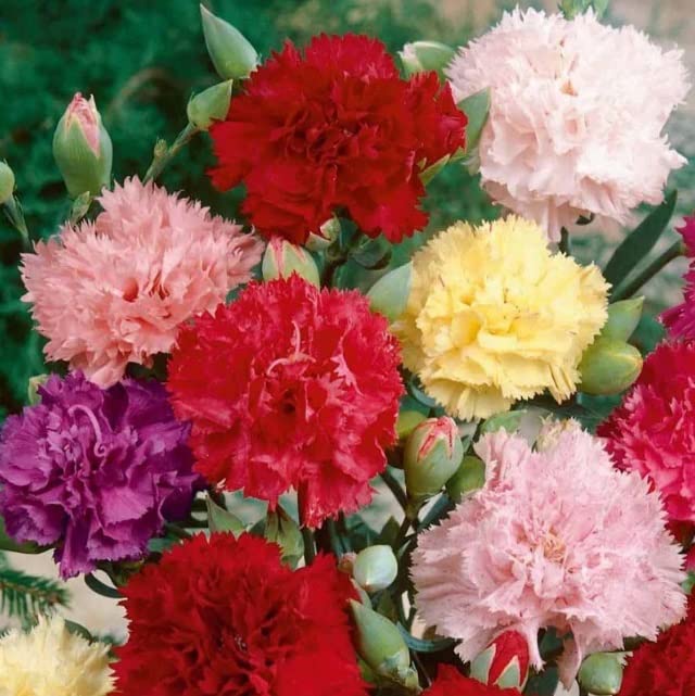 Carnation Flower Seeds for Planting, Chabaud Mix (100 Seeds) - Easy to Grow Garden Flowers