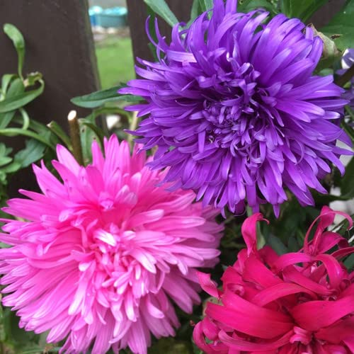 Aster Flower Seeds for Planting - 100 Seeds - Beautiful Annual, Great Cut Flowers