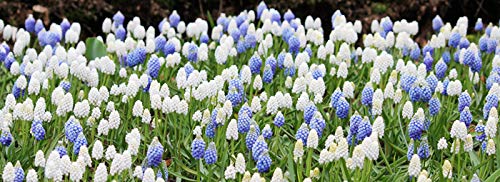 5 Delft Blue Grape Hyacinth Mix - Muscari - Exotic Spring Flowers, Sure to Turn Heads and Stop Traffic