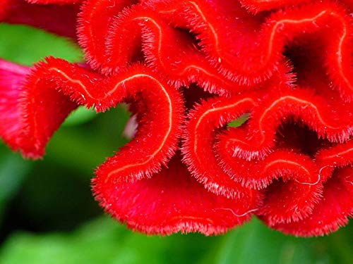 Cockscomb Seeds - 100 Seeds - Amazing Garden Flower - Made in USA - Celosia Seeds