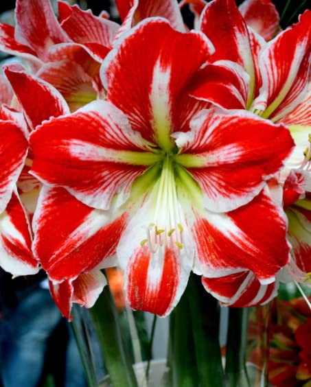 Amaryllis Flower Large Bulb, White Red Amaryllis Bulb for Planting Growing Indoor Outdoor