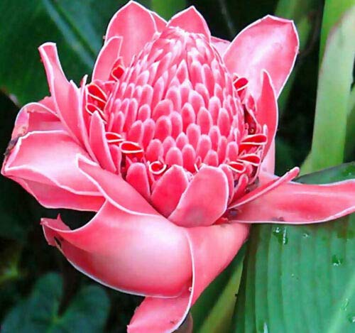 Jocadew Etlingera elatior Pink,Torch Ginger,Combrang,Wax Flower jocad (20 Seeds)