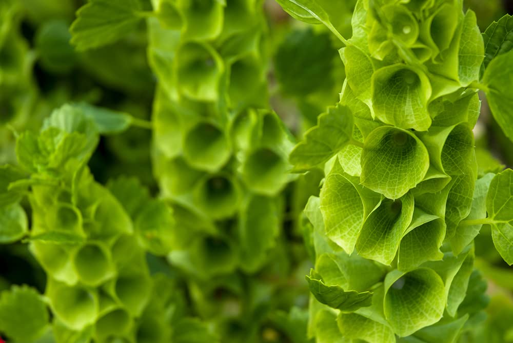 Bells of Ireland Flower Seeds - 30 Seeds - Rare Green Flower Petals - Excellent for Cut Flower Display, Grow The Luck of The Irish
