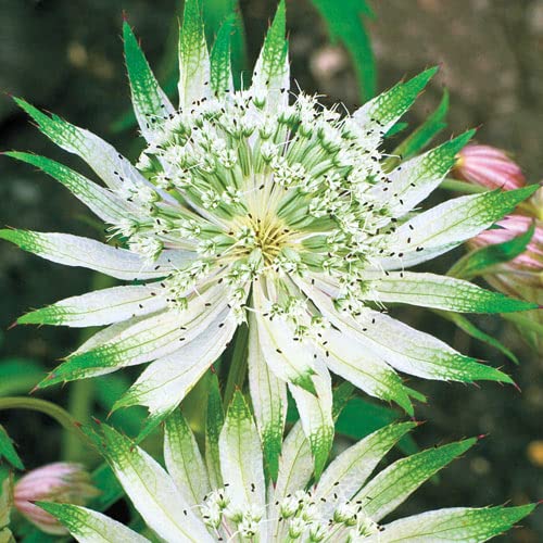 Shaggy Astrantia Bulbs for Planting - Rare Flower for Garden or Container Grow.
