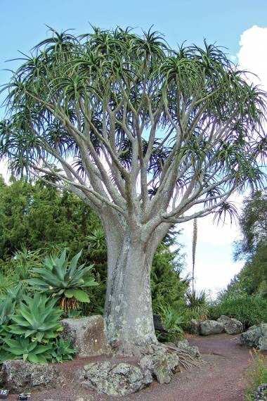 Tree Aloe Seeds for Planting (5 Seeds) - Aloe barberae