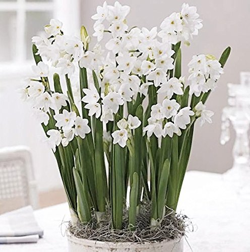 40 Ziva Paperwhites Ready to Grow!- Indoor Narcissus: Narcissus Tazetta: Nice, Healthy Bulbs for Holiday Forcing!!