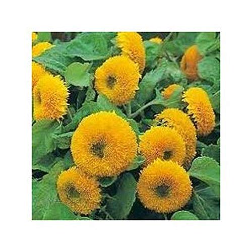 Teddy Bear Sunflower Seeds (20 Seed Pack)