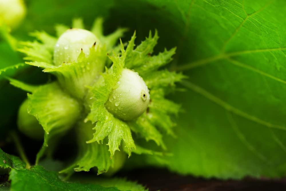 Live Tree Seedling for Planting - Grow Live Tree Plants - No Ship to California