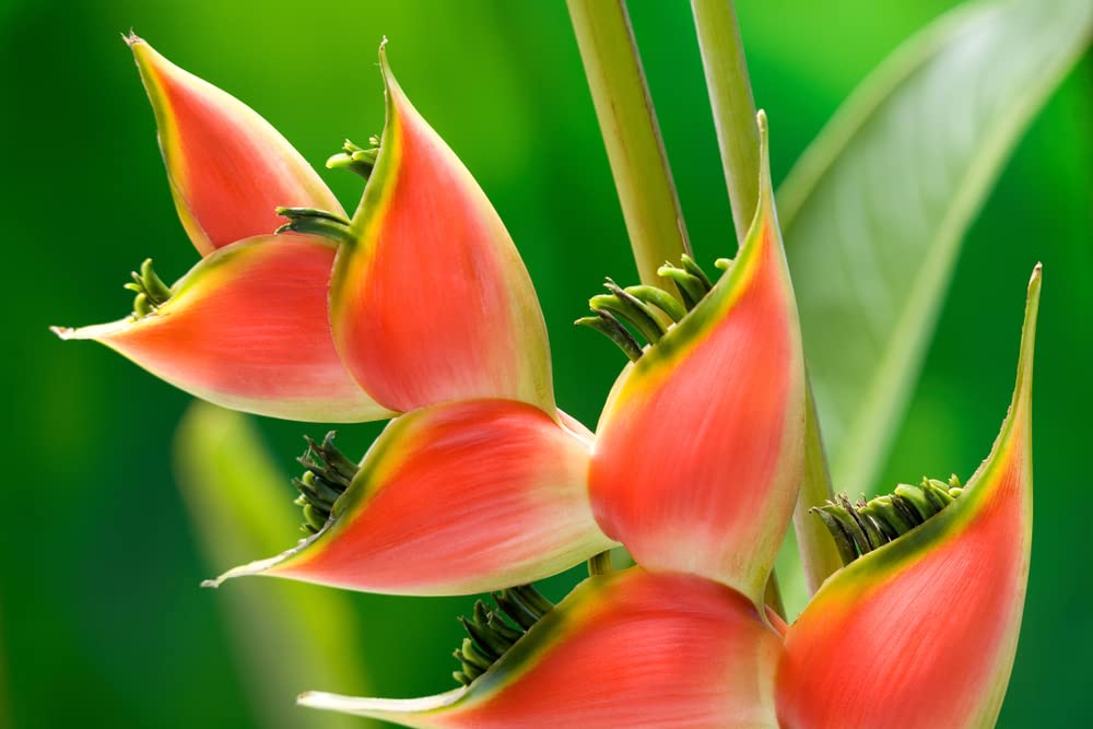 Heliconia Champneana Seeds for Planting - 10 Seeds - Banana Plant