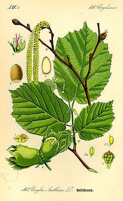 Hazelnut Tree 25 Fresh Seeds