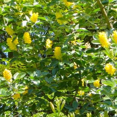 Pineapple Broom Tree Seeds for Planting (10 Seeds) - Argyrocytisus battandieri
