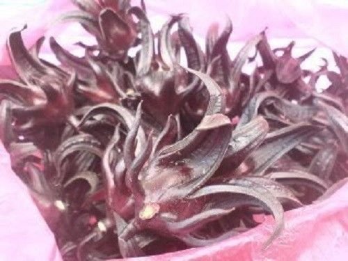 50 ROSELLE HIBISCUS Sabdariffa Rosella Fruit Flower Seeds