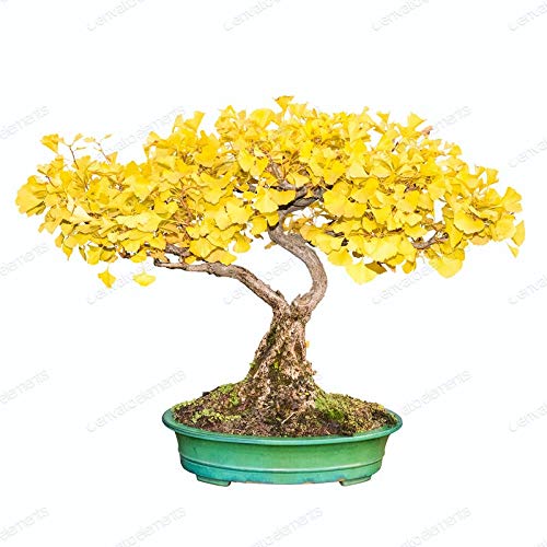 Gingko Biloba Tree Seeds to Plant - 5 Seeds - Edible Leaves Promote Memory and Vigor - Ginko Seeds