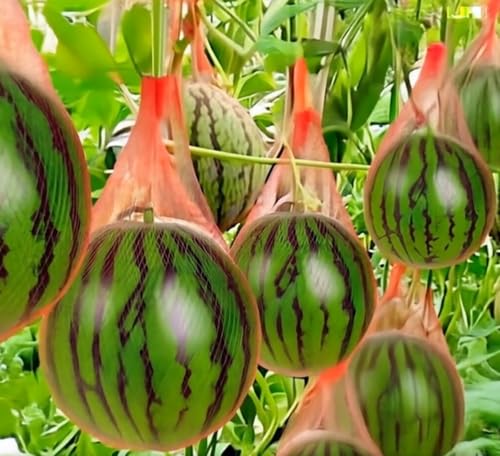 20 Watermelon Seeds for Planting