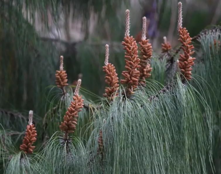 Mexican Weeping Pine Tree Seeds for Planting (30 Seeds) - Pinus patula