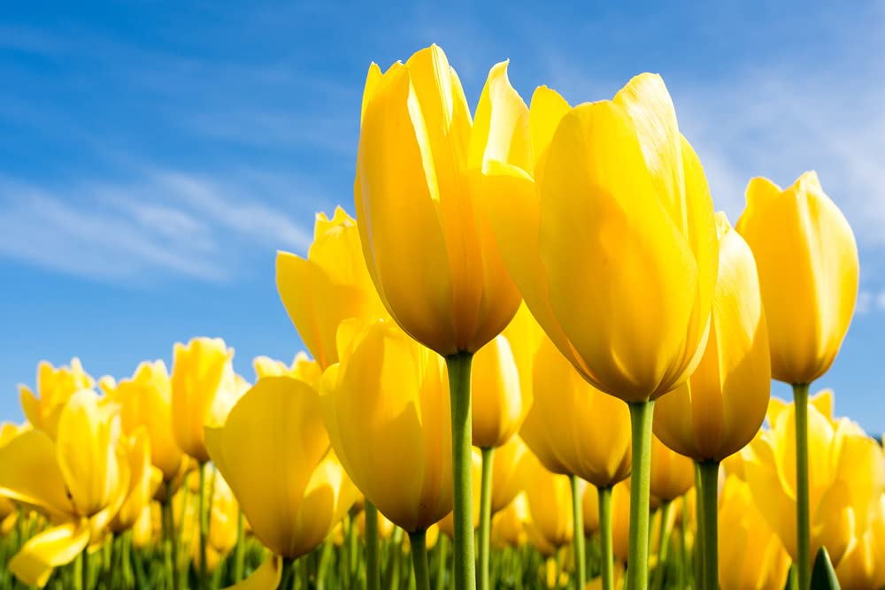 10 Yellow Tulip Bulbs for Planting - Easy to Grow - Made in USA, Ships from Iowa. Pre Chilled and Ready to Plant