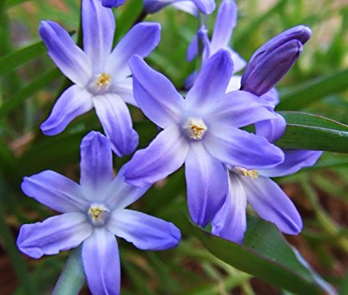 10 x Chionodoxa bulbs (Glory of the snow)
