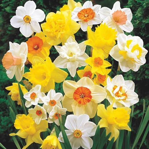 Daffodil Mix Bulbs for Planting - Easy to Grow Perennial Flowers for Garden or Containers