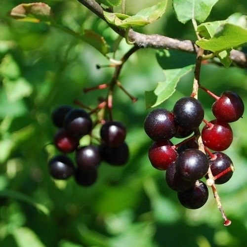 Black Cherry Tree Seeds (Prunus serotina) 15+Seeds