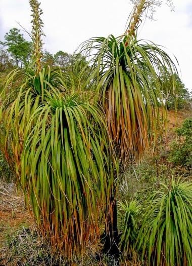 Oaxacan Pony Tail Tree Seeds for Planting (10 Seeds) - Nolina longifolia