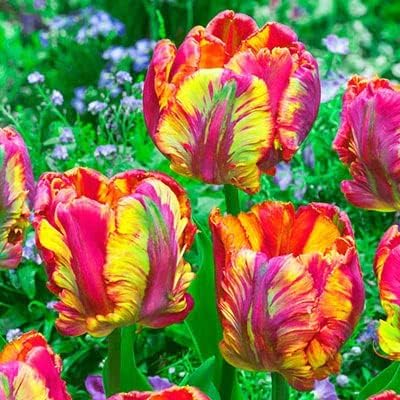 10 Parrot Tulip Bulbs for Planting - Easy to Grow Perennial Tulips