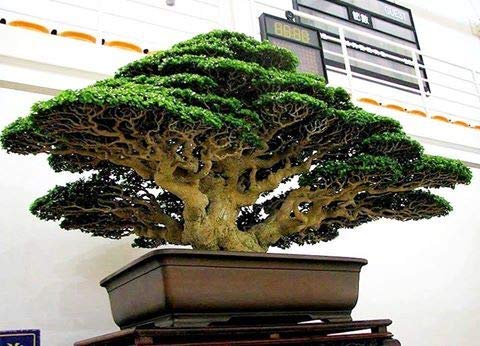 Dragon Blood Bonsai Tree Seeds to Grow - 6 Seeds - Dracaena draco Seeds for Planting - Exotic Tree Seeds - Indoor Bonsai Tree