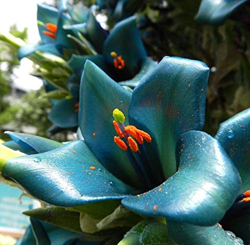 Dichondra 10 Sapphire Tower Puya Flower Seeds