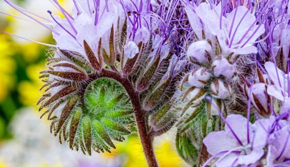 Lacy Phacelia Wildflower Seeds - 250 Seeds - Easy to Grow