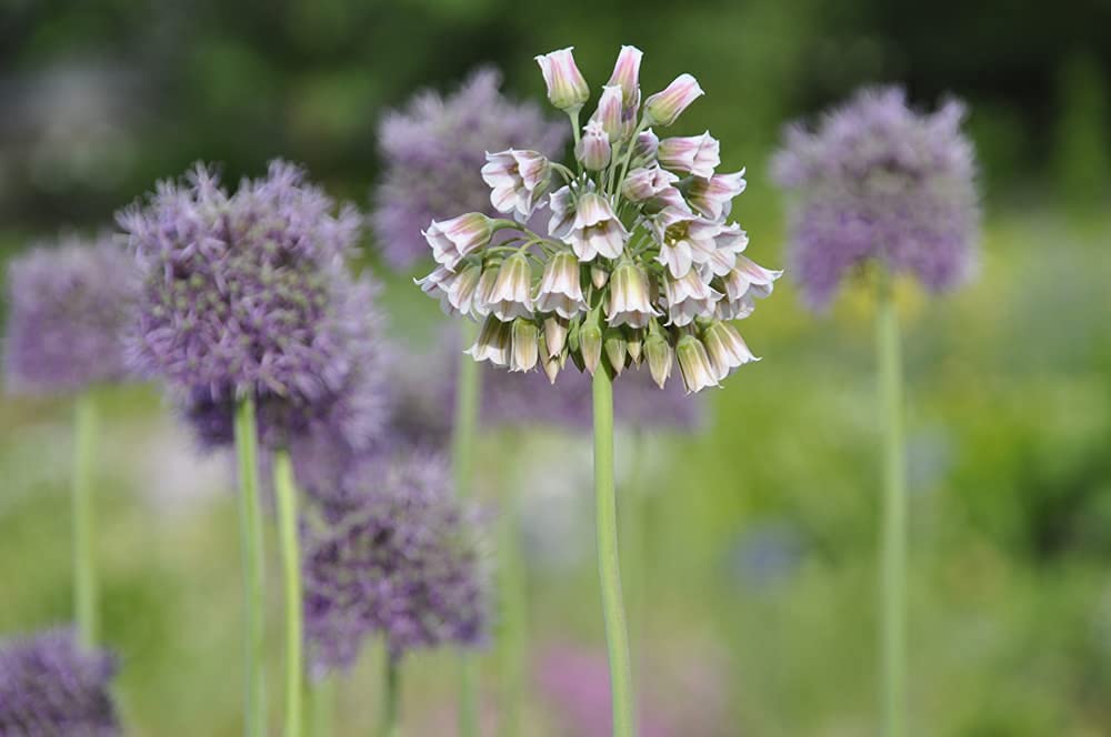 10 Weeping Allium Bulbs for Planting - Exotic Nectaroscordum Allium Bulbs - Ships from Iowa, USA