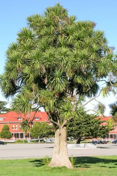 30 Cabbage Palm Tree Seeds for Planting - Cordyline Australis