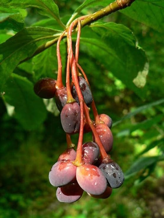 Indian Plum Tree Seeds for Planting (30 Seeds) - Oemleria cerasiformis