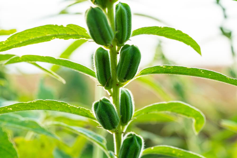Sesame Seeds for Planting - Attracts Game Birds, Seeds Have High Oil Content