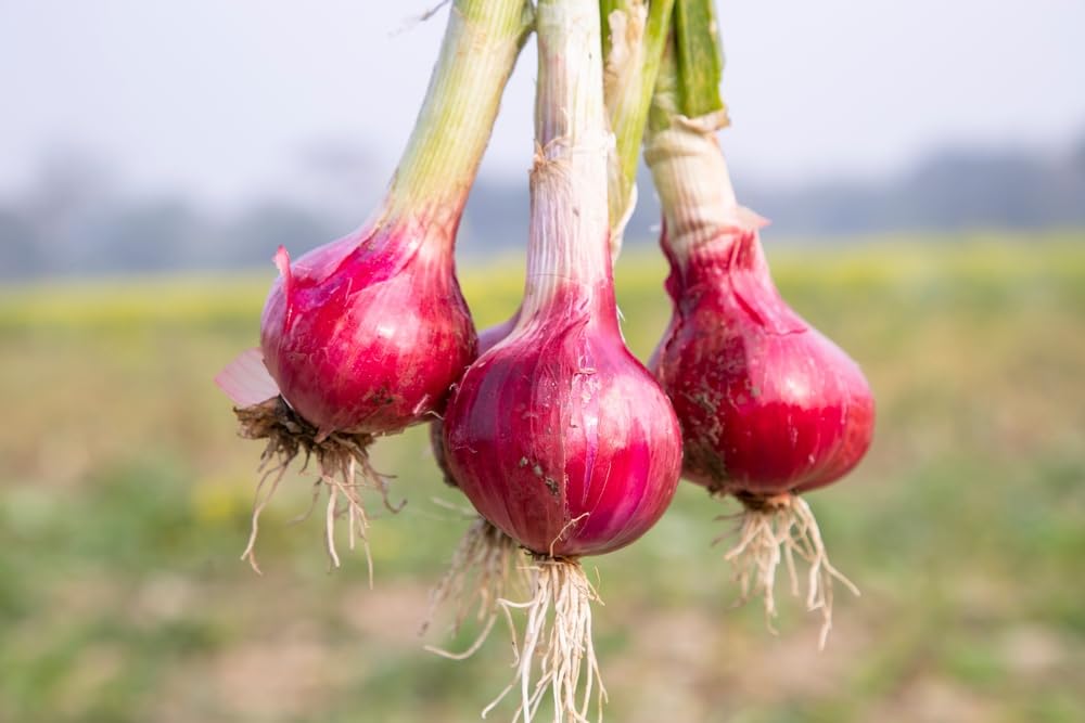 Red Onion Sets for Planting - Easy to Grow Vegetables