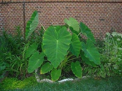 5 Live Colocasia Esculenta Elephant Ear Taro Gabi Kalo Eddo Bulbs Ready to Grow NHKM34