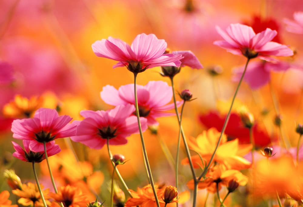 Bulk Seeds, Crazy Mix Cosmos (Cosmos bipinnatus) Non-GMO Seeds - Ships from Iowa, USA