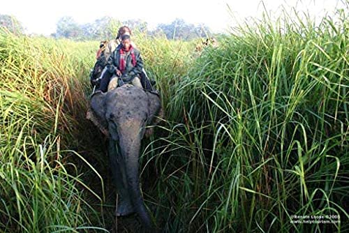 Elephant Grass Seeds - Tallest Grass in The World - Ships from Iowa, Made in USA