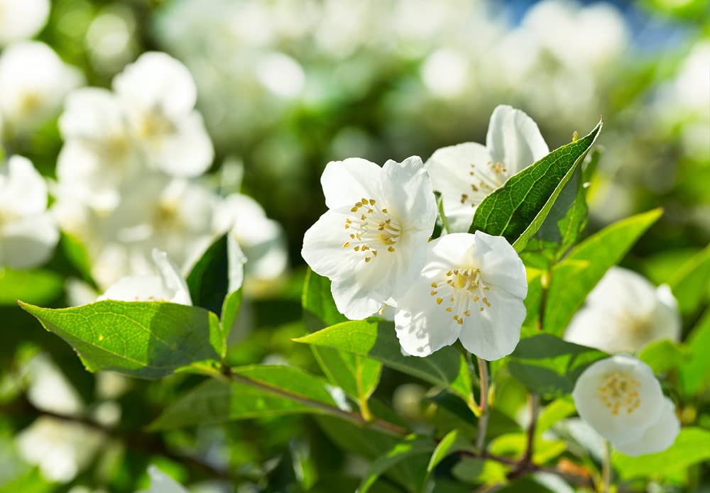 25+ White Jasmine Tree Seeds - Vibrant White Flowers, Easy to Grow