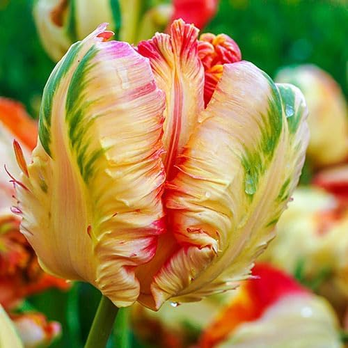 10 Apricot Parrot Tulip Bulbs for Planting - Easy to Grow Perennial Tulips (Apricot Tulips)