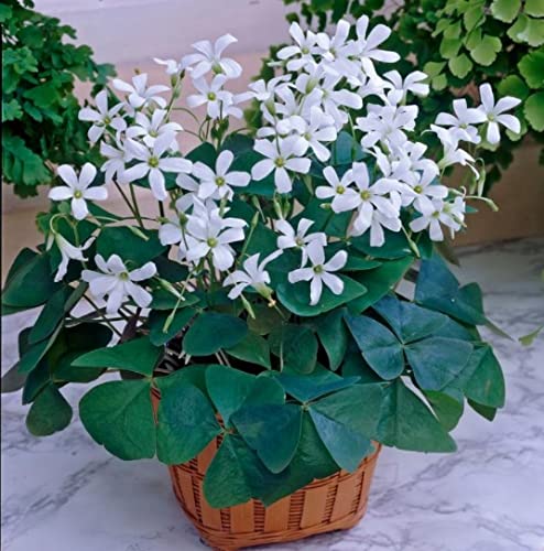 Green Shamrock Bulbs - 5 Bulbs to Plant - Good Luck Plant - Fast Growing Year Round Color Indoors or Outdoors - Oxalis Regnelli Shamrock Bulbs - Ships from Iowa, Made in USA