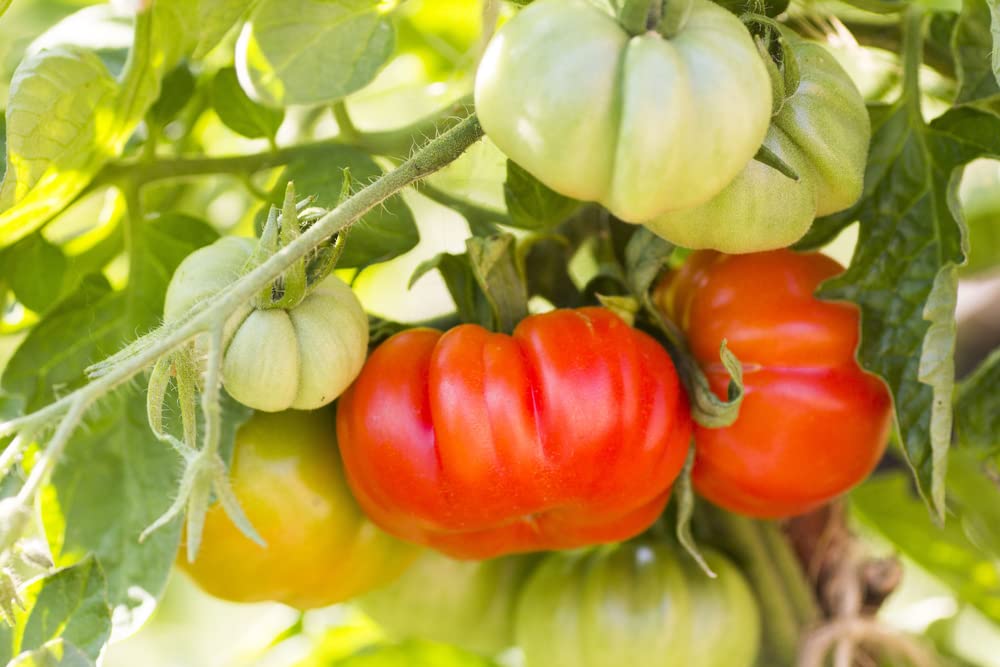 Steakhouse Tomato Seeds for Planting (25 Seeds) Non-GMO Large Beefsteak Garden Produces Giant 3 LB Fresh Tomatoes | Vegetable Seeds for Planting