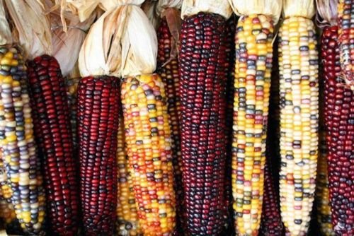 225 Iowa Indian Corn-Ornamental Seeds High Yeild Colorful Large Ears