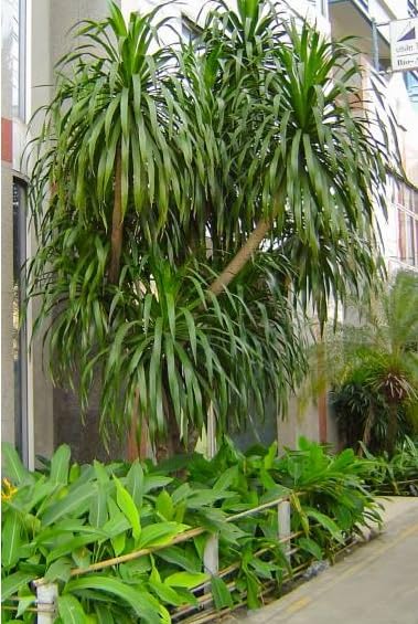 Thai Dragon Tree Seeds for Planting (10 Seeds) - Dracaena cochinchinensis