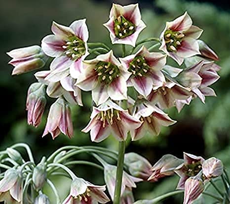 20 Weeping Allium Bulbs for Planting - Exotic Nectaroscordum Allium Bulbs - Ships from Iowa, USA