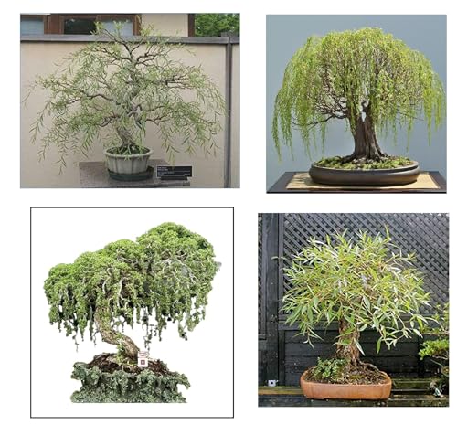 Willow Bonsai Tree Bundle - 4 Types of Exotic Willow to Bonsai - Dragon Claw, Chinese Weeping, Austraulian, Yellow Flame