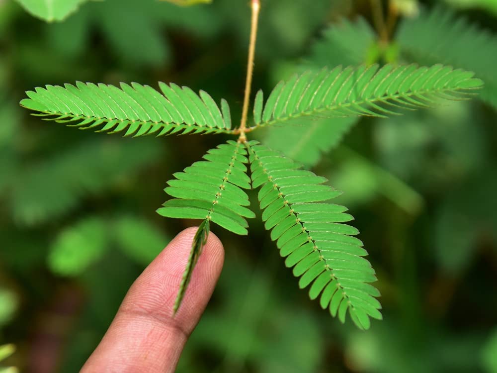 Sleeping Grass Seeds to Grow - 50 Seeds - Amazing Plant That Moves When Touched - Sensitive Plant