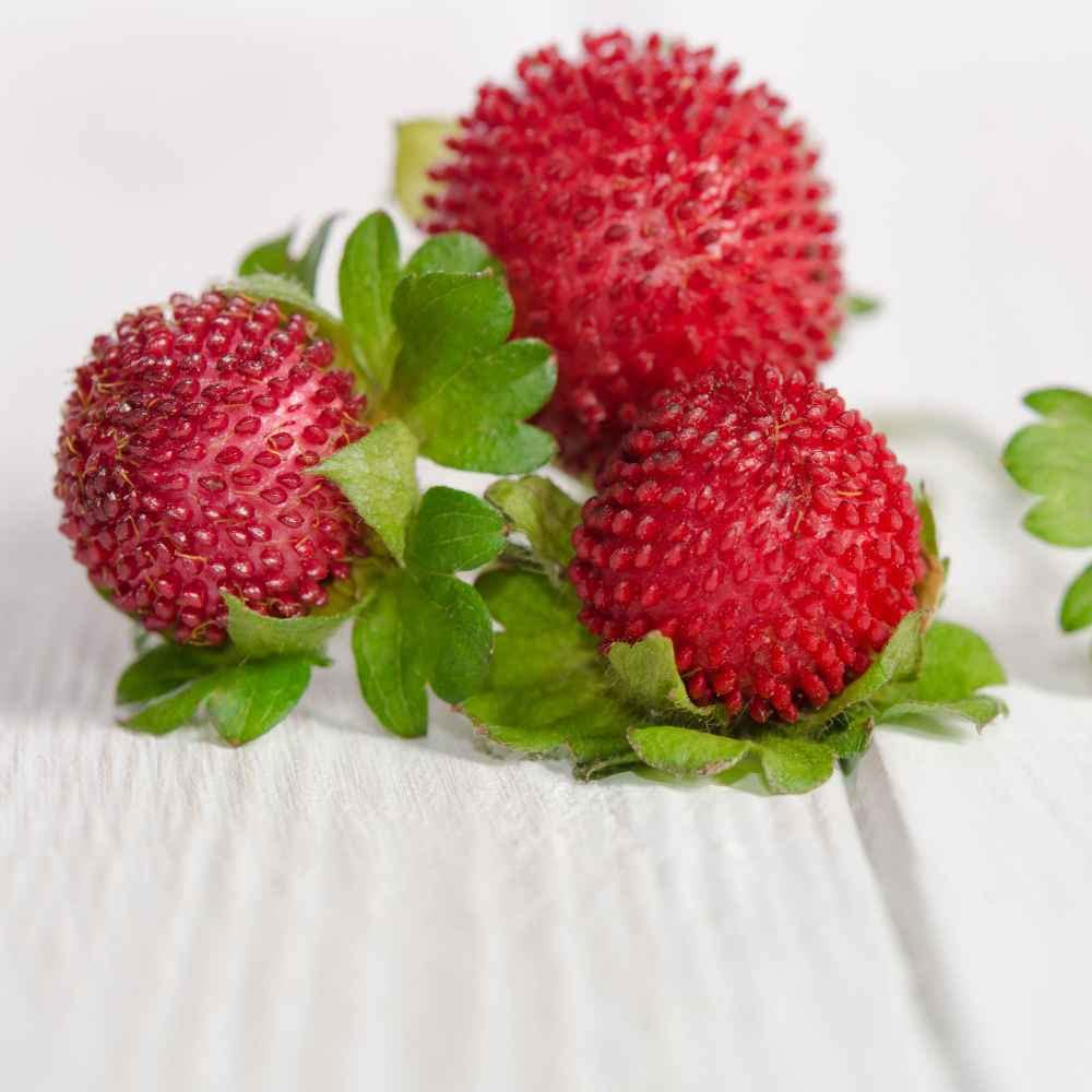 Indian Strawberry Vine Seeds for Planting (100 Seeds) - Duchesnea Indica Tuttifrutti