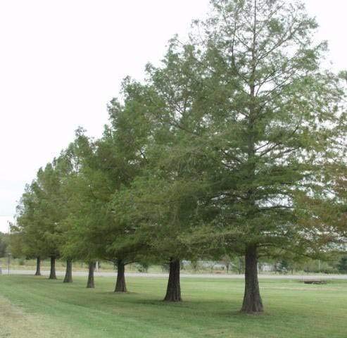 Bald Cypress Seeds for Planting | 10 Seeds | Exotic Evergreen Tree Seeds to Grow, Great for Landscaping and Hedge Rows